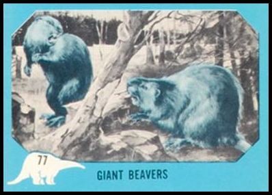 77 Giant Beavers